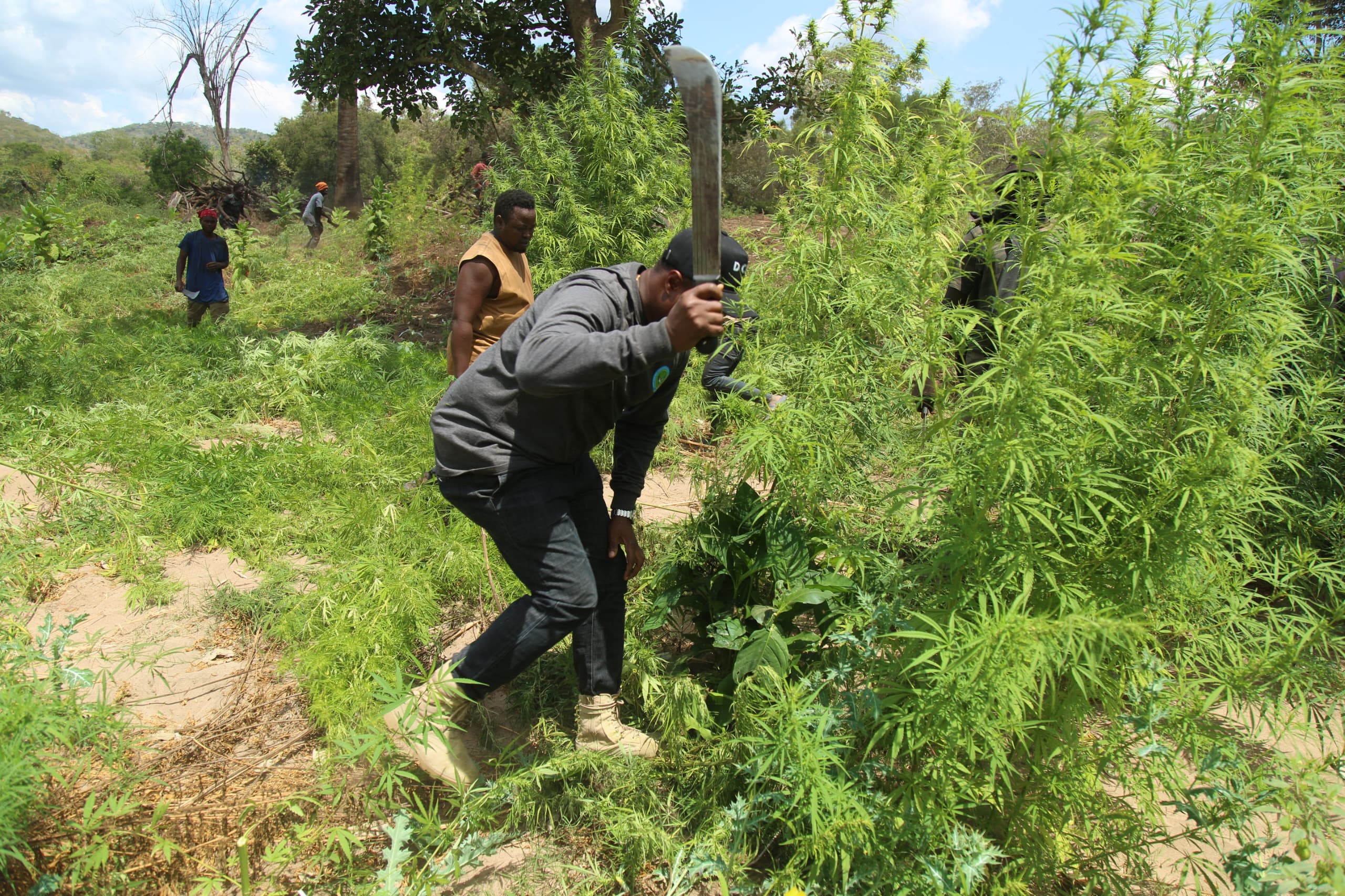 EKARI 1,165 za mashamba ya bangi zateketezwa Morogoro